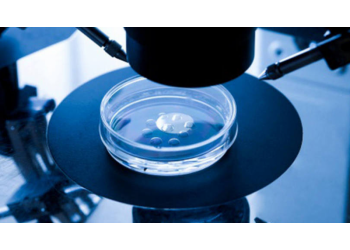 Fecundacao in Vitro Enbriões Bovinos clonagem Anibal Geneal Genetica